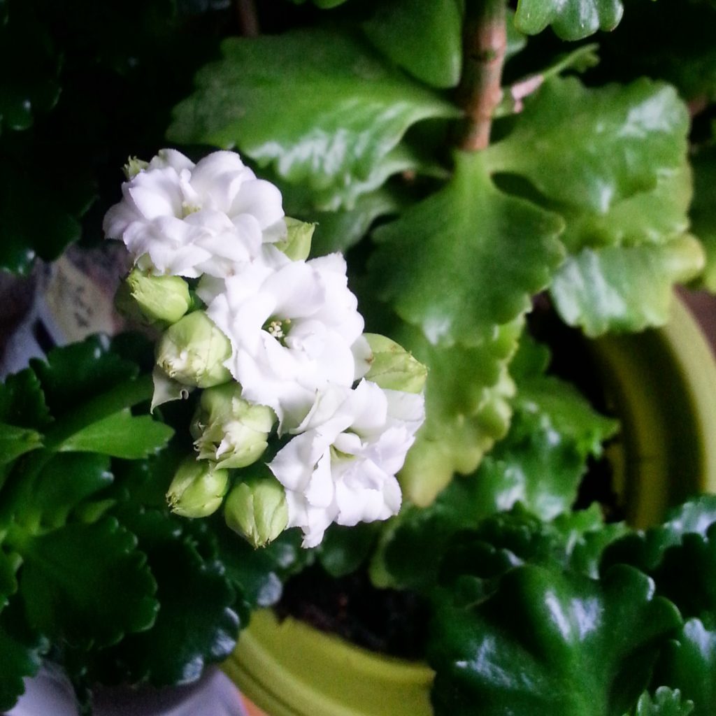 The kalanchoe that my mother-in-law gave me has finally started to flower, after a long period of not knowing what it was or how to look after it.