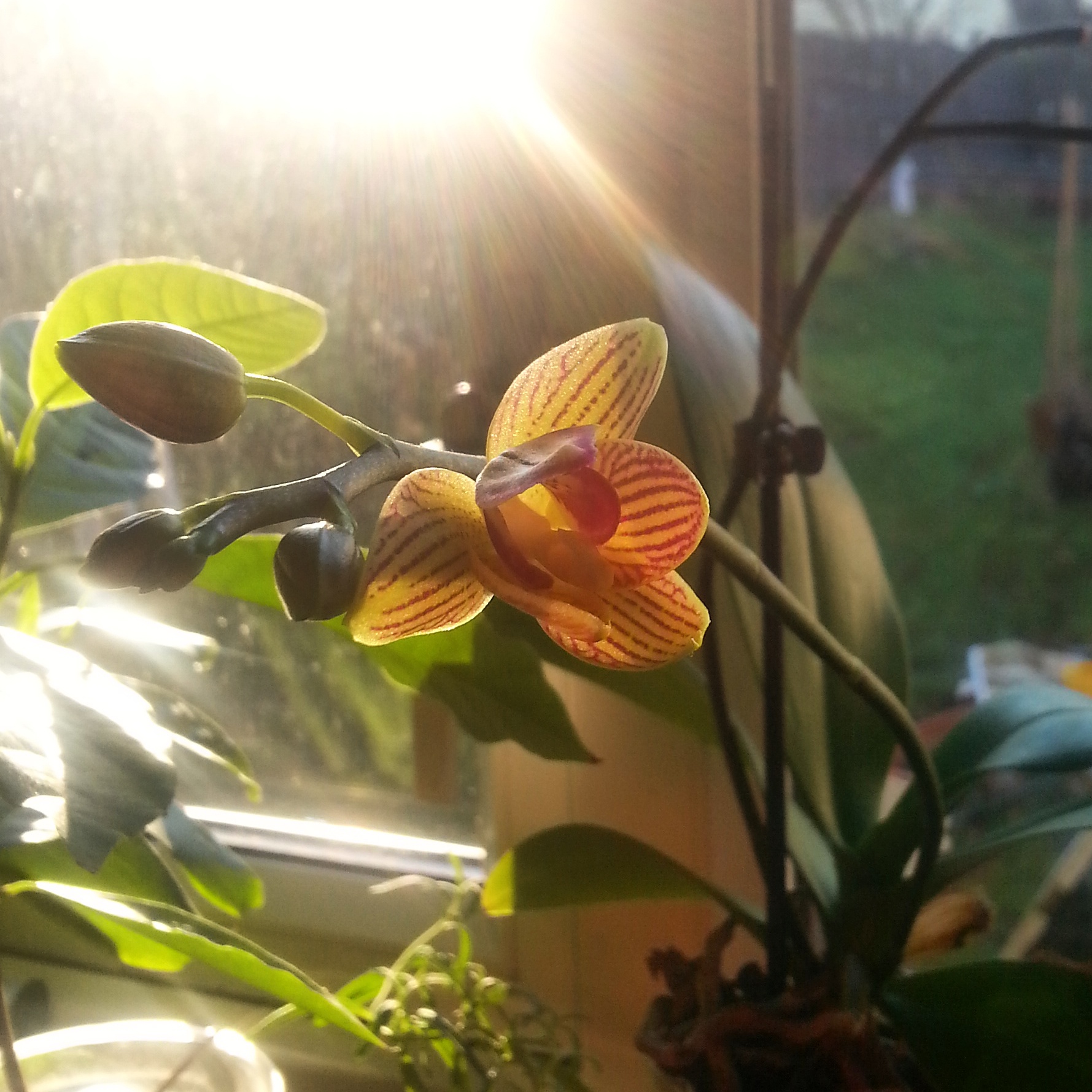 This orchid has come into bloom again. Repeat blooming orchids make me extremely happy!