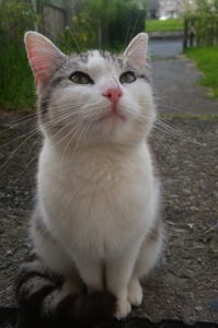 Our cat Stinky, before she moved in with us.