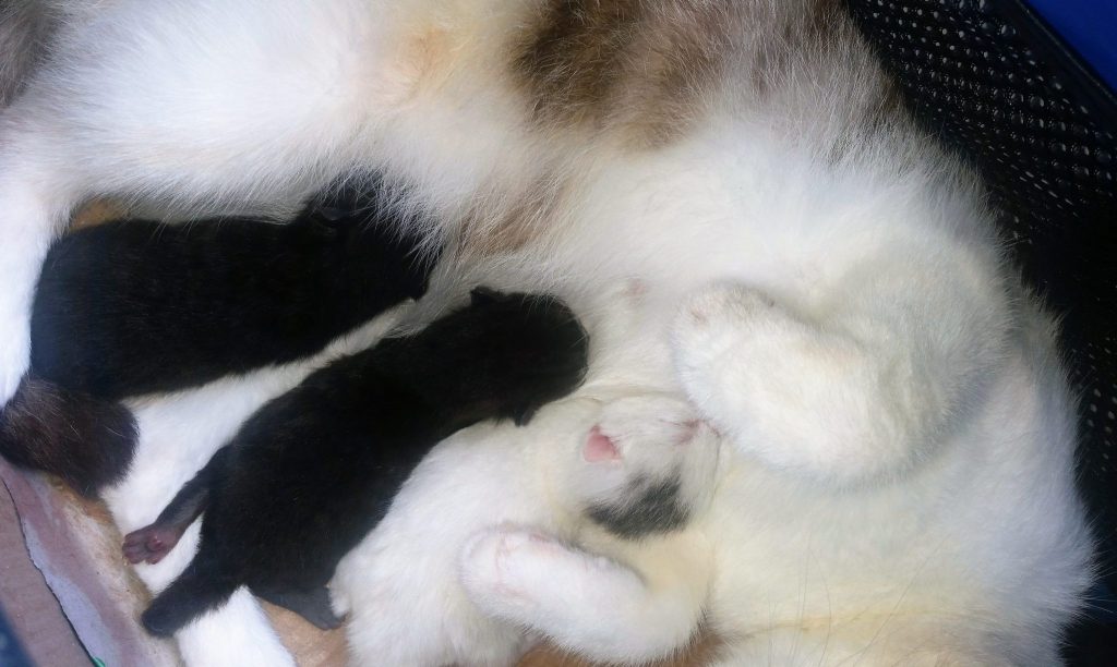 Three newborn kittens. Click on the picture to read our kitten birth story.