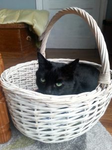 My cat Vader - he loves basket rides.