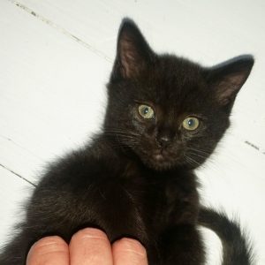 Our dark brown male kitten, Bear.