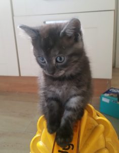 Apollo, our gorgeous grey tabby kitten.