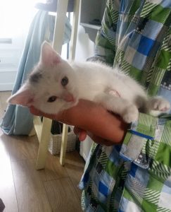 Mohawk, our white kitten with a grey stripe on her head.