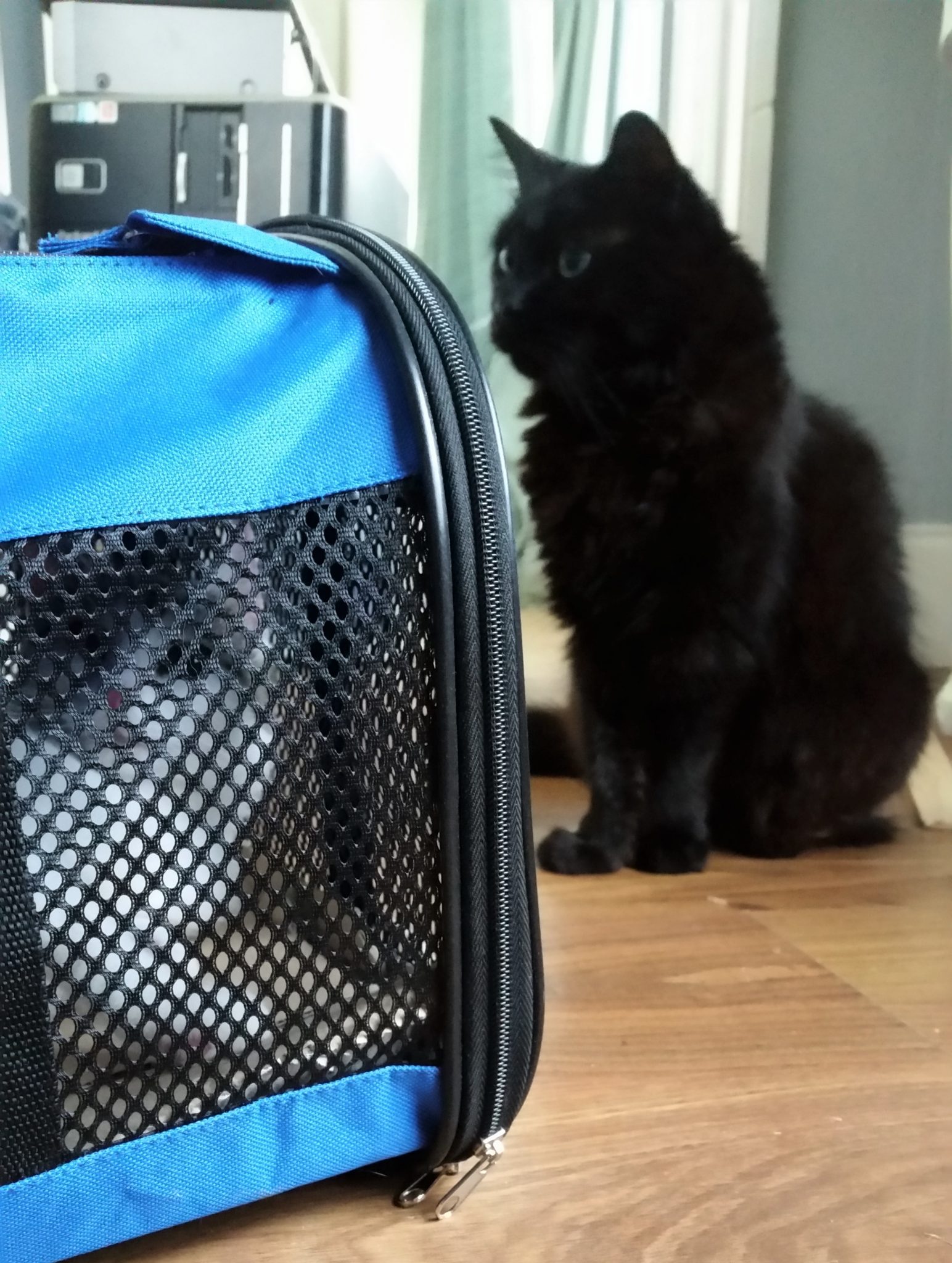 We Ve Got Kittens Homely Economics