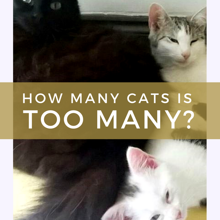 How Many Cats Is Too Many For One Person