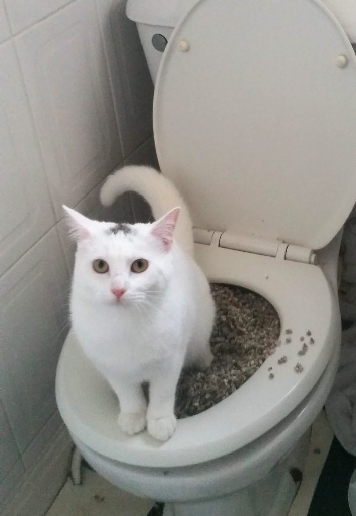 Our youngest cat, Mohawk, learning to use the toilet.