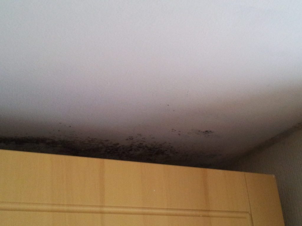 Recurring mould above kitchen cupboard.