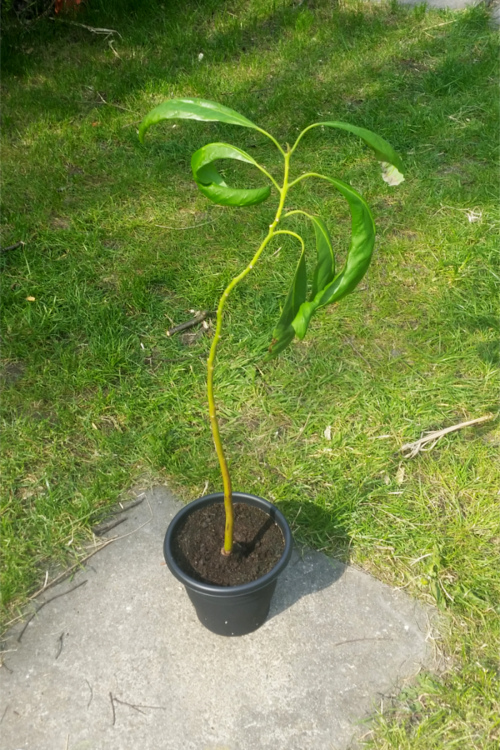 Avocado tree repotted in new pot