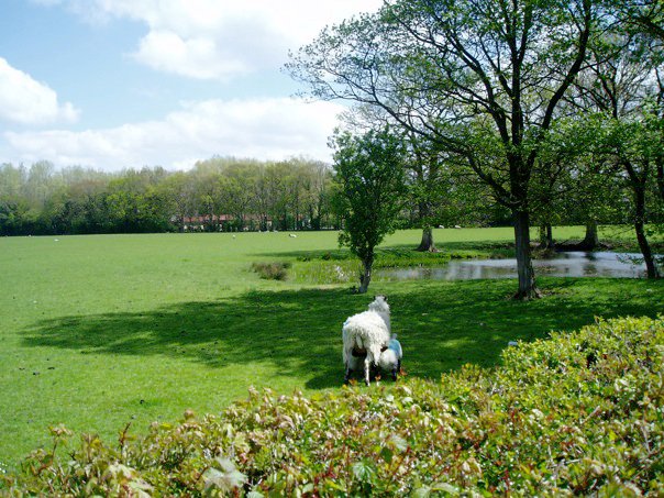 Sheep and lambs in Kent. Moving to the country.